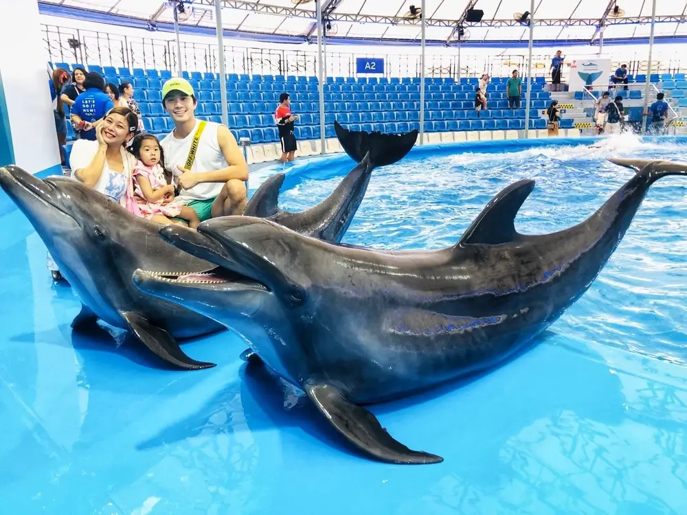 Pattaya Dolphinarium Dolphin & Seal Show Admission Ticket görseli 1