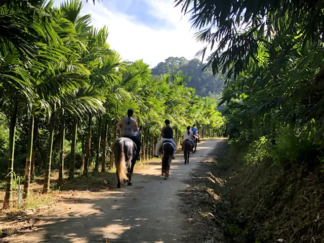Reiten in Phuket durch Dschungelpfade und zu den Big Buddha Hills Bild 2