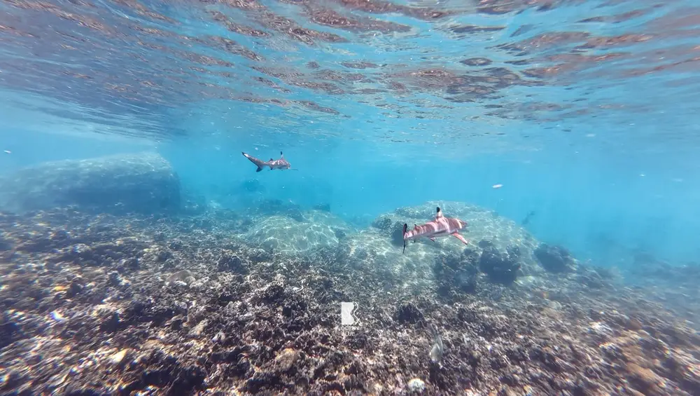 Koh Tao & Koh Nang Yuan Full-Day Snorkeling Tour with Lunch image 2