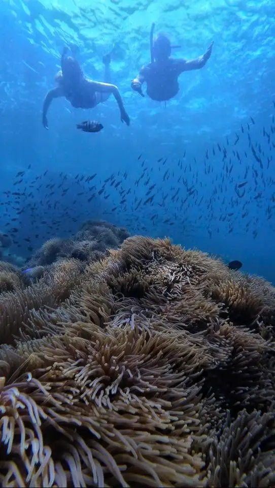 صورة Phu Quoc 4 Island Snorkeling Boat Tour with Beach BBQ and Sunset Options رقم 3