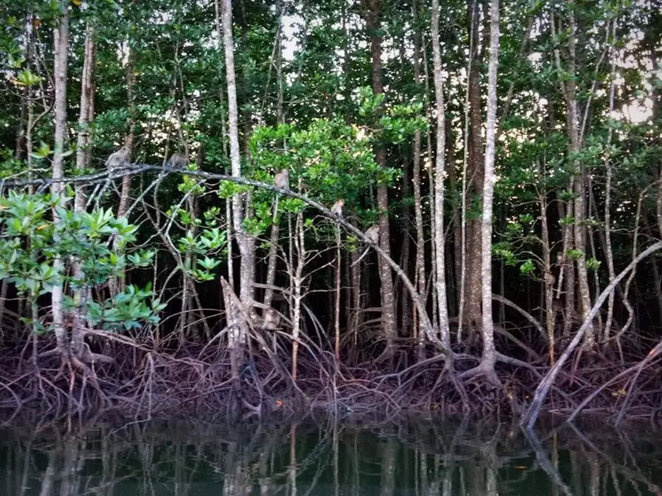Karst Aways Krabi Small-Group Ao Thalane Mangrove Kayak Tour görseli 2