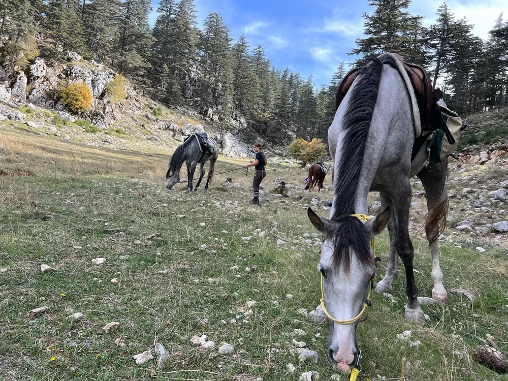 Kemer Horse Riding Tours: Forest, Mountain and Sunrise Seaside Rides image 3
