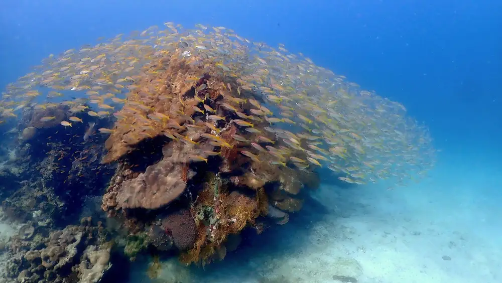 صورة PADI Scuba Diving Courses in Krabi by The Dive Ao Nang رقم 3