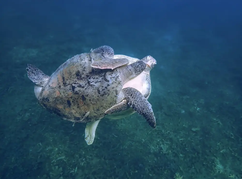 WE TRAVEL SNORKELING TOUR KOH TAO image 3