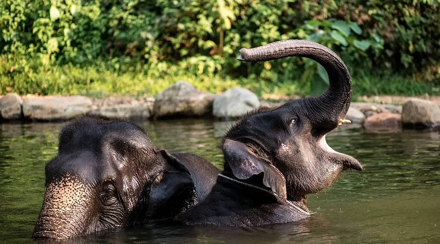 Adventure, Bamboo Rafting, Kayaking, Elephants, ATV, Paddle Boats image 3