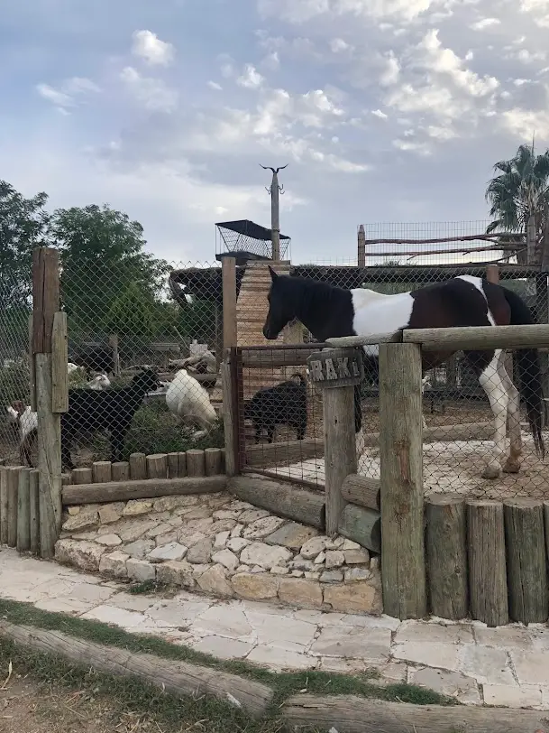 Kusadasi Horse Safari from Forest Trails to Pamucak Beach image 3