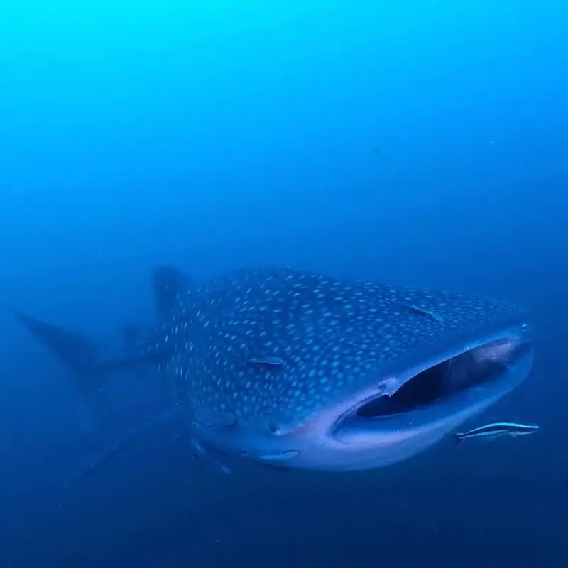 Phuket 3-Dive Scuba Diving Experience to Racha, Phi Phi and Local Dive Sites image 1