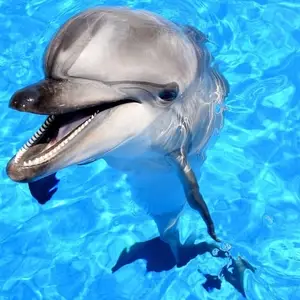 Aksu Dolphin Aquarium logo