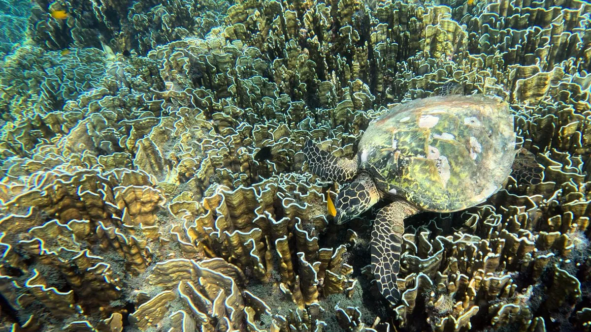صورة Similan island رقم 2