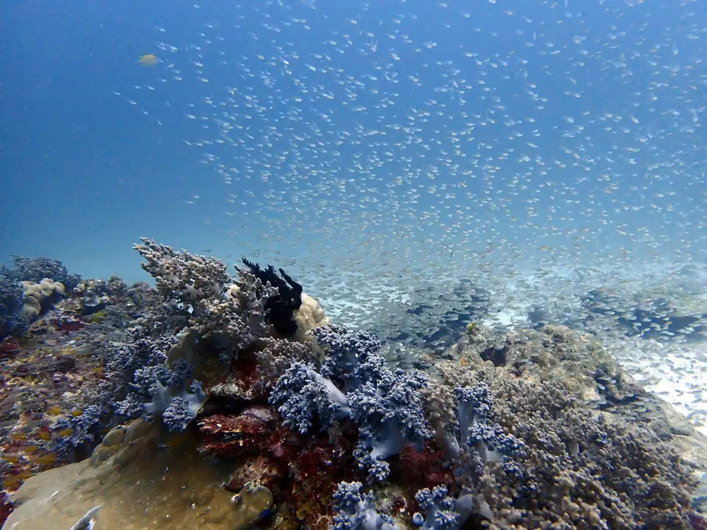 Phuket Discover Scuba Diving Experience at Racha Islands image 2
