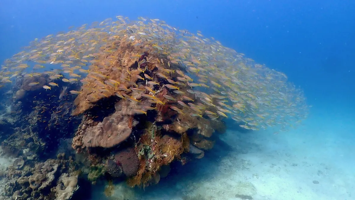 PADI Scuba Diving Courses in Krabi by The Dive Ao Nang image 3