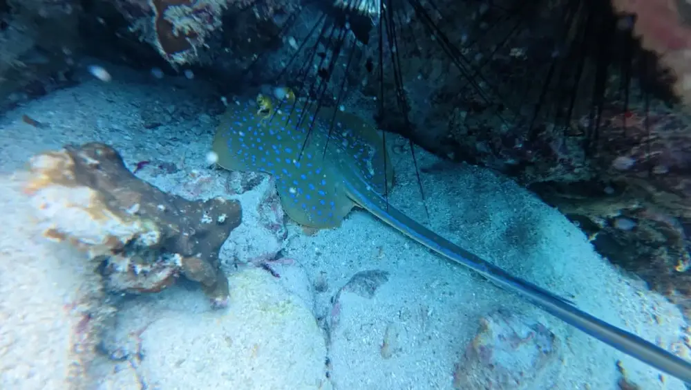 Pattaya Try Scuba Diving Experience with No Limit Divers image 1