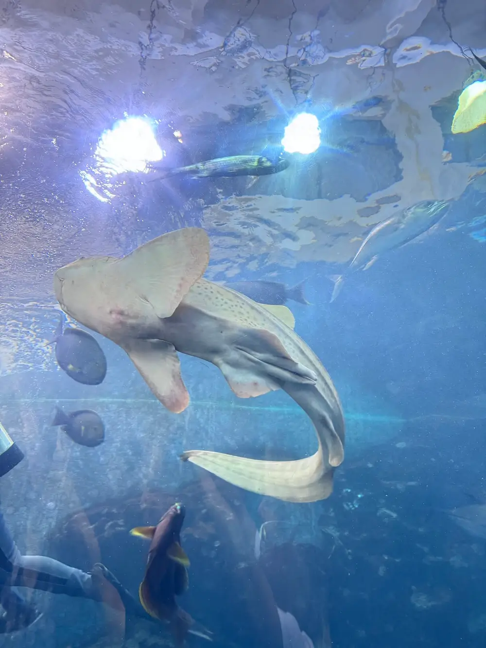 Phuket Aquarium Cape Panwa image 2