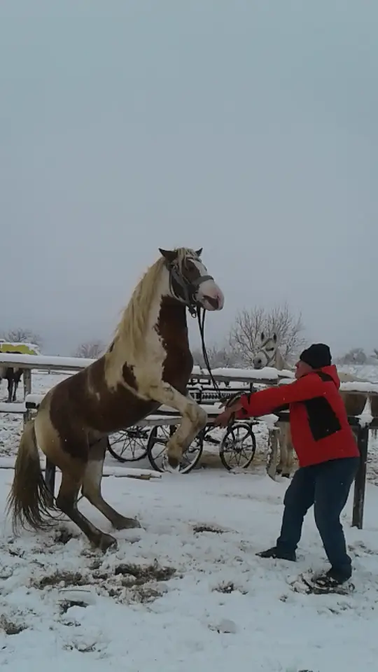 Cappadocia Horseback Riding with Cemal Ranch in Ortahisar image 2
