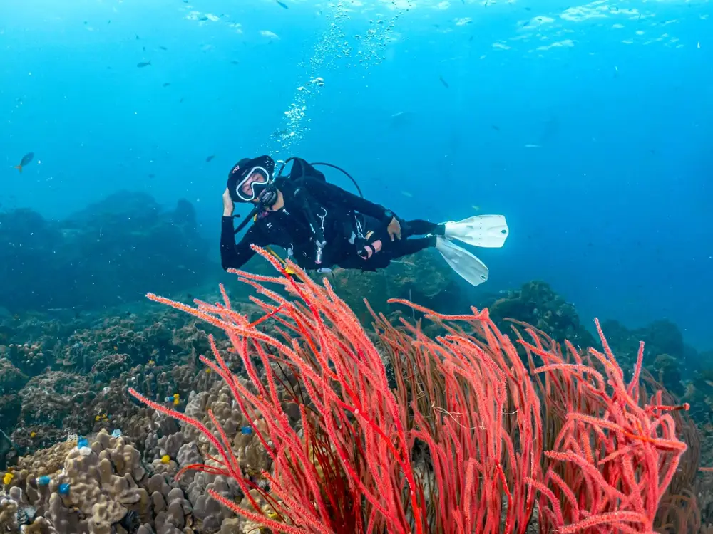 Koh Tao Scuba Club Diving Experiences & SSI Courses image 2