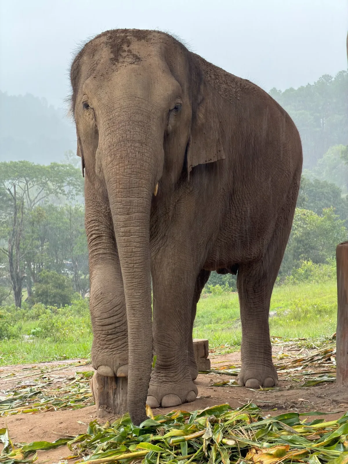Ethical Elephant Observation Experience by Big Boy Elephant Sanctuary Chiang Mai image 3