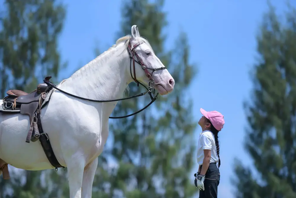 Bangkok Horse Riding and Horseback Archery Experience at Brave Horse Thailand image 1