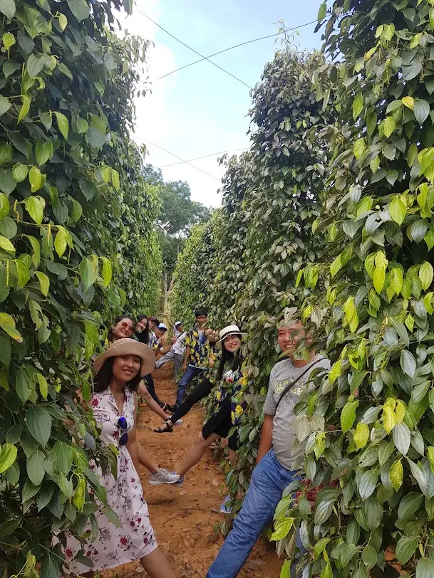 Imagen 3 de Phu Quoc South Island Private Sightseeing Tour with Sao Beach and Ho Quoc Pagoda