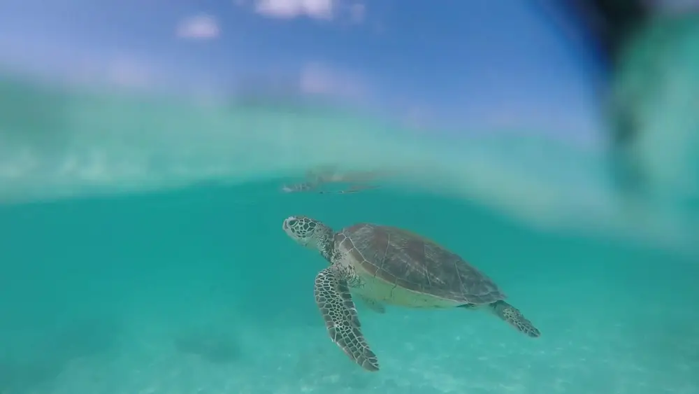 صورة Surin Islands National Park Adventure | One Day & Multi-Day Snorkeling Packages رقم 2