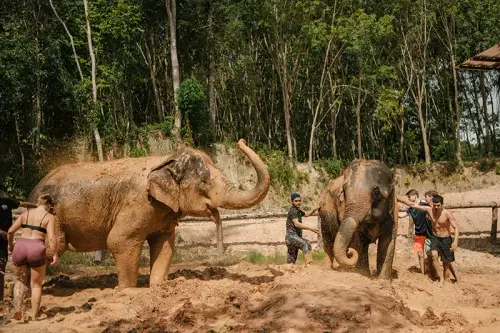 Love Elephant Sanctuary Krabi