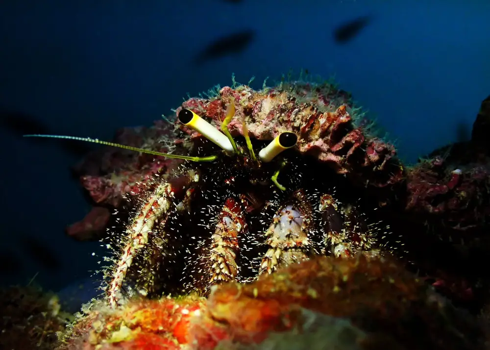 Pattaya Try Scuba Diving Experience with No Limit Divers image 3