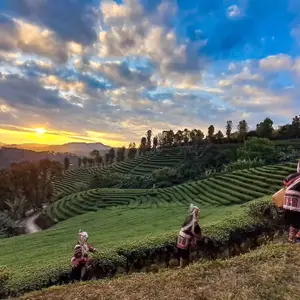 Coconuts Tours Chiang Rai logo