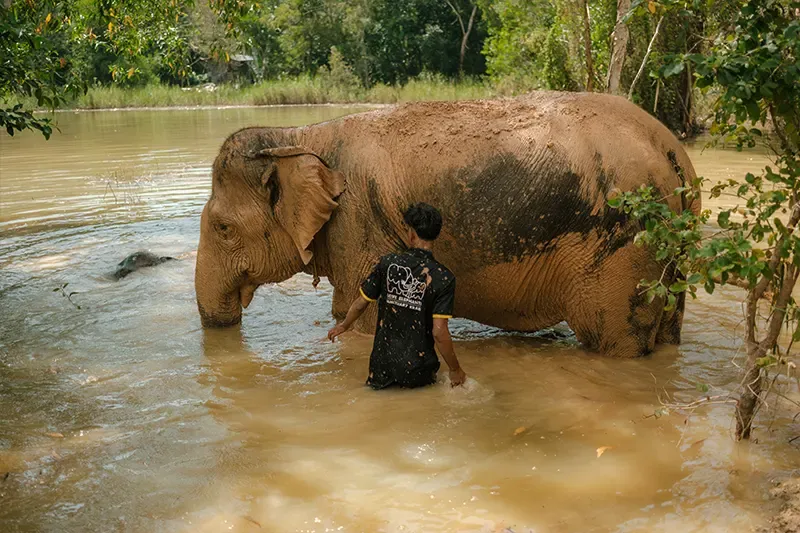 صورة Love Elephant Sanctuary Krabi رقم 3