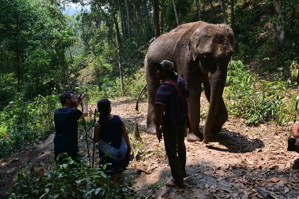 Into the Wild Elephant Camp Chiang Mai Ethical Elephant Experience görseli 2