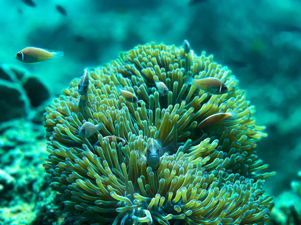 صورة PADI Scuba Diving Courses with Scuba Shack Koh Tao رقم 3