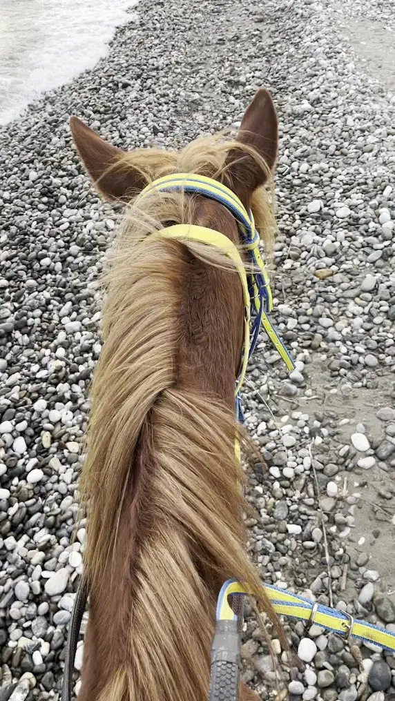 Fethiye Horse Riding Safari - 2-Hour Forest and Beach Ride image 3