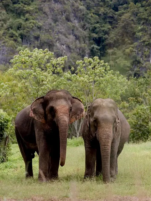 Krabi Elephant Green Sanctuary 