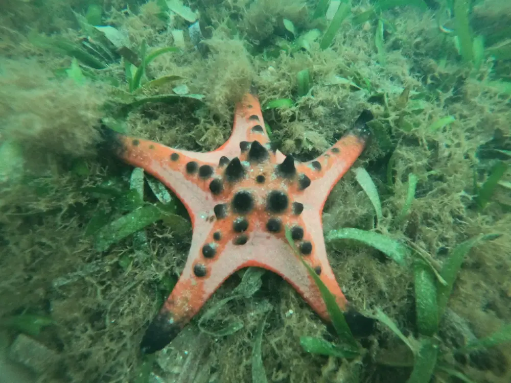 Imagen 1 de Phu Quoc Private Starfish Beach Tour with Ham Rong Beach and Fishing Village