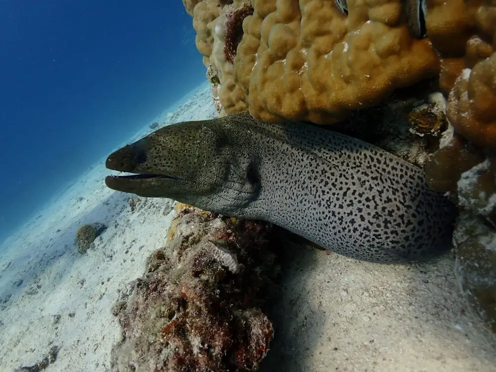 Phuket Discover Scuba Diving Experience at Racha Islands image 3