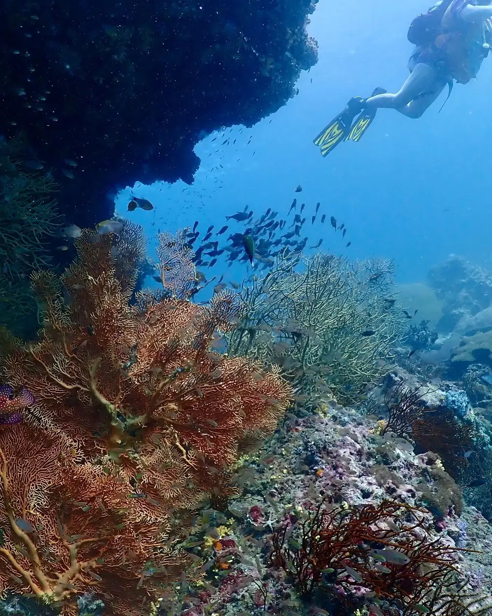 صورة PADI Scuba Diving Courses in Krabi by The Dive Ao Nang رقم 2
