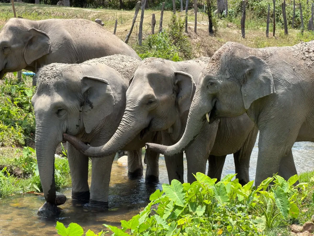 Ethical Elephant Observation Experience by Big Boy Elephant Sanctuary Chiang Mai image 2