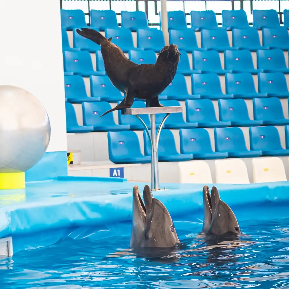 Pattaya Dolphinarium Dolphin & Seal Show Admission Ticket görseli 3