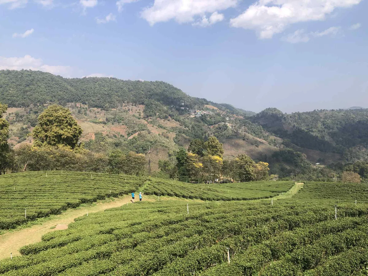 صورة One day 2 mountains Chiang Rai. رقم 2