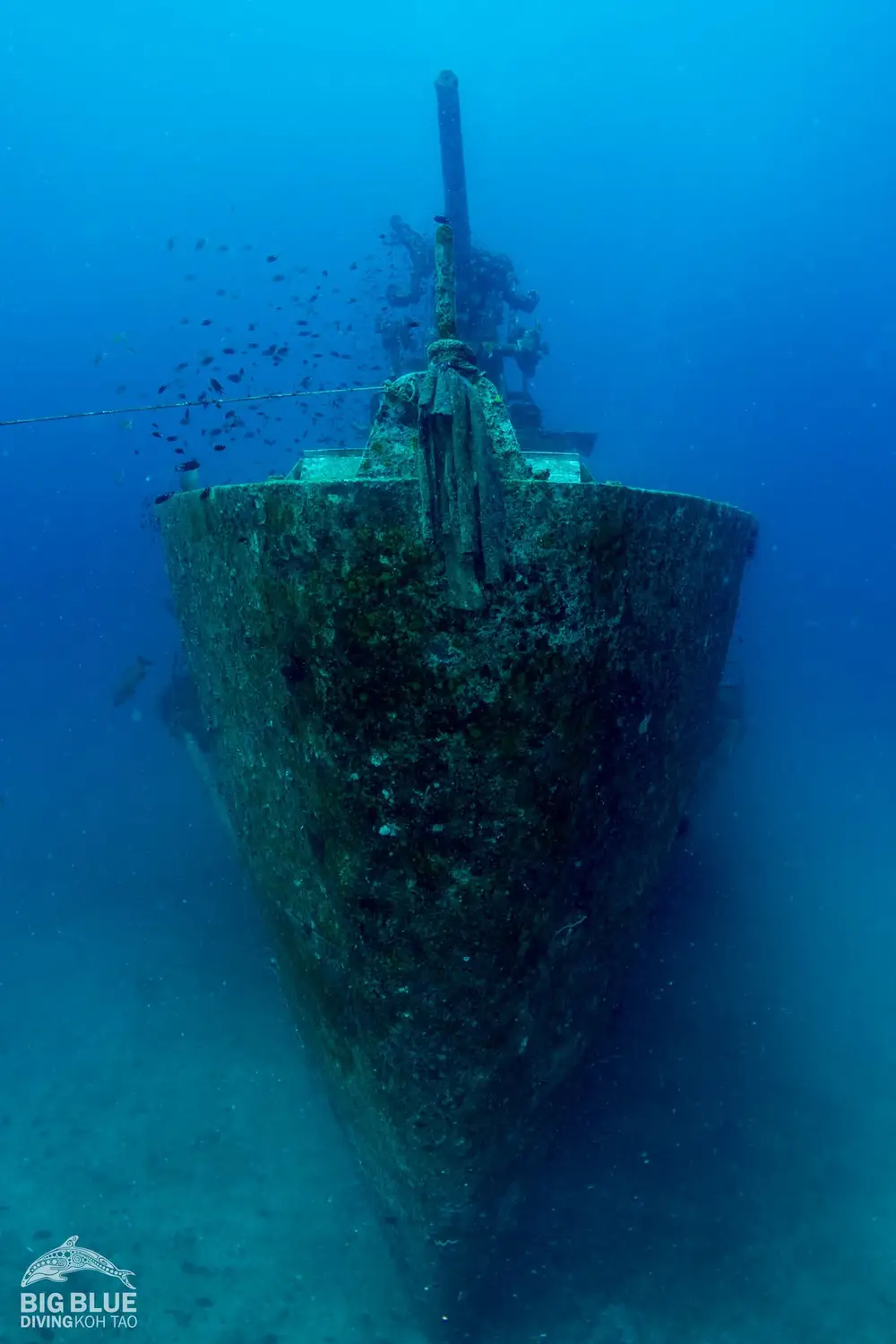 Big Blue Diving Koh Tao SSI Diving Courses, Fun Dives and Professional Training image 3