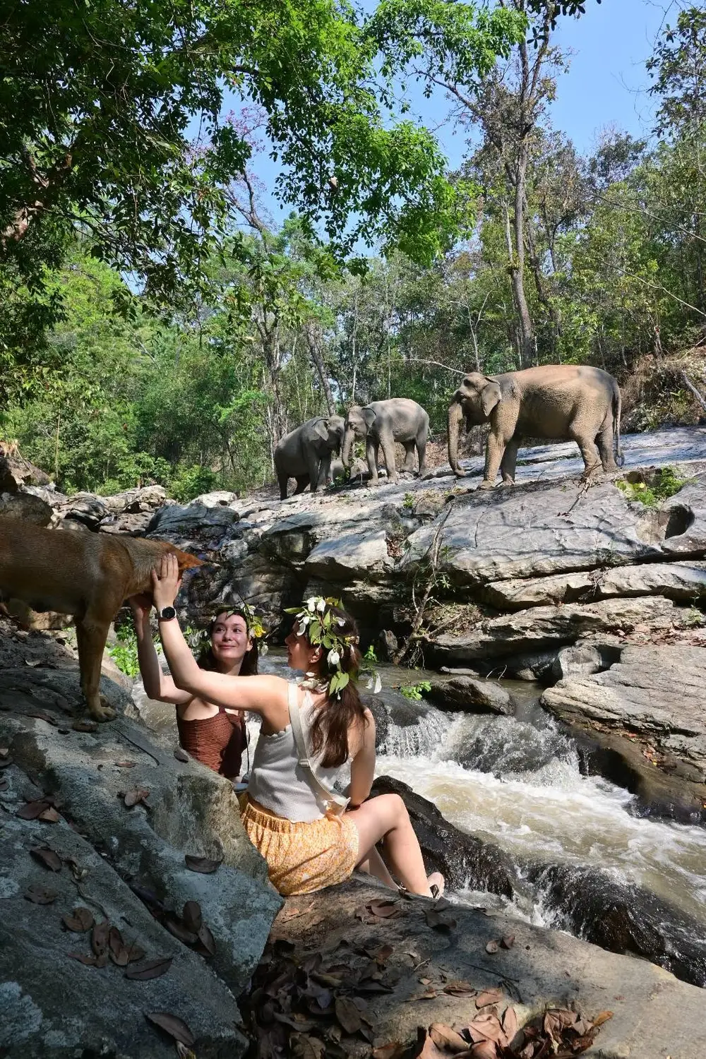 Into the Wild Elephant Camp Chiang Mai Ethical Elephant Experience görseli 1
