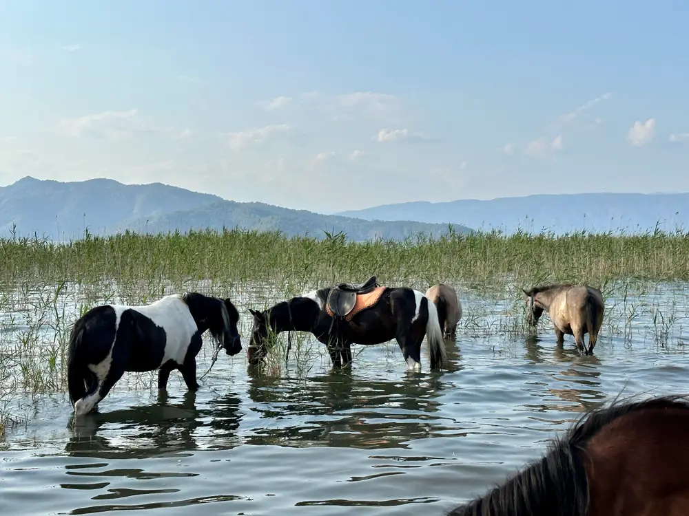 Dalyan Horse Riding Tour to the Lake and Natural Hot Springs with Caunos Horses image 3