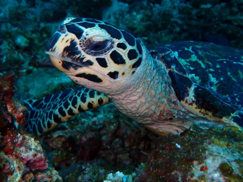 Phuket 3-Dive Scuba Diving Experience to Racha, Phi Phi and Local Dive Sites image 2