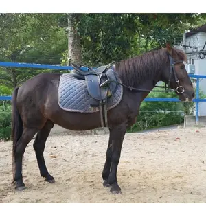 Phuket Horse Riding Chalong logo