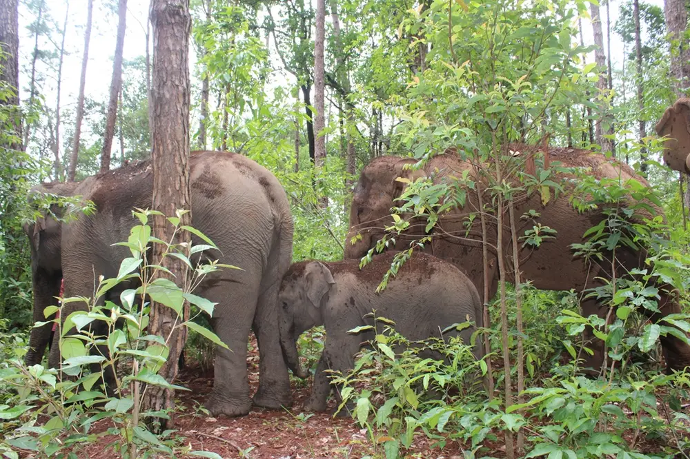 Chiang Mai Elephant Observation, Waterfall Trek & Bamboo Rafting Adventure görseli 3