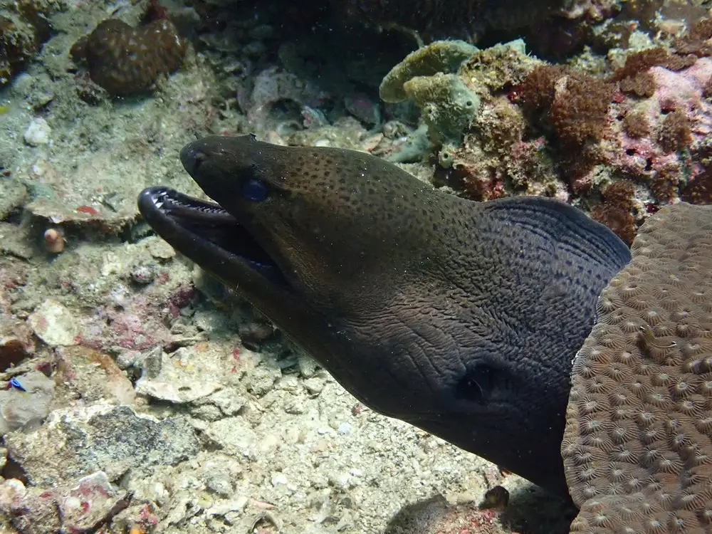 Scuba Diving in Phi Phi Island with Phi Phi Sea Frog Fun Dives, Try Dives & SSI Courses image 1