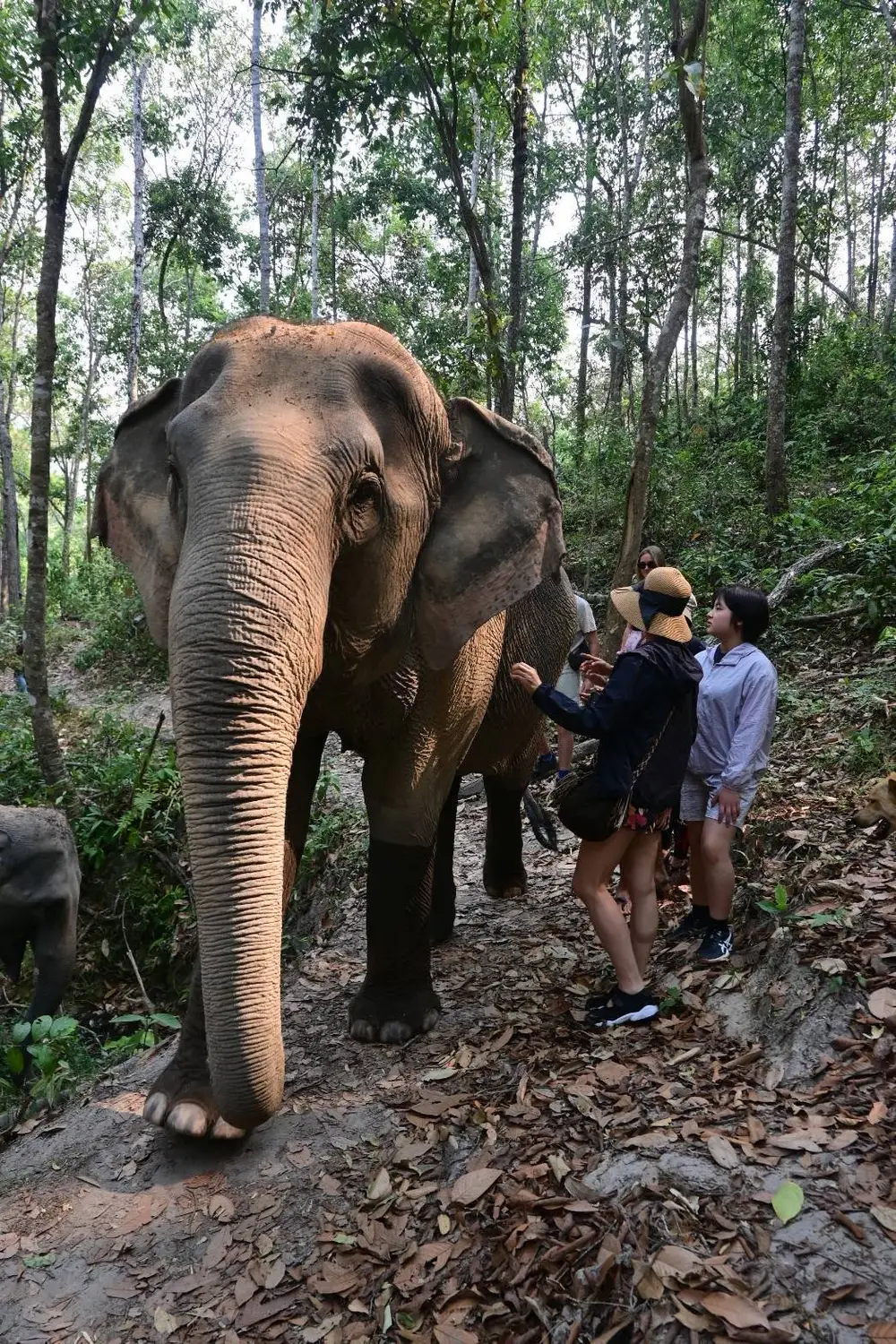 Into the Wild Elephant Camp Chiang Mai Ethical Elephant Experience görseli 3