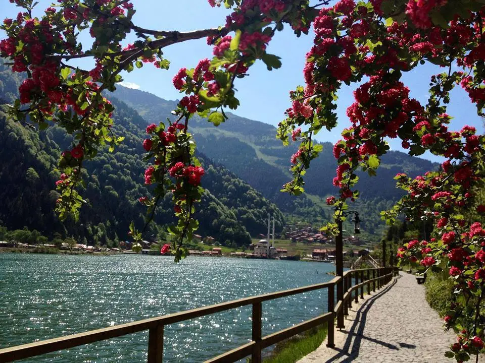Trabzon to Uzungol Day Tour with Tea Factory and Kiremitli Bridge image 2