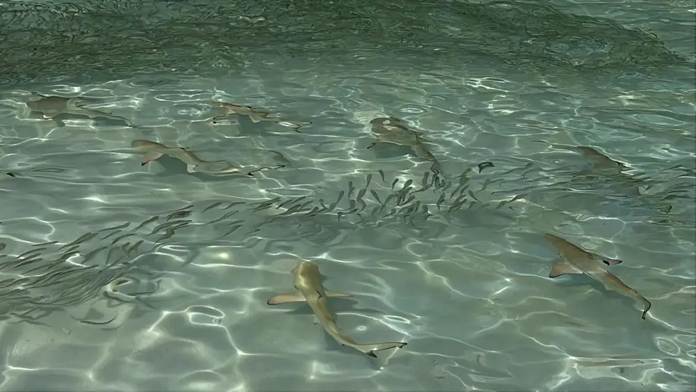 Phi Phi Islands Half-Day Longtail Boat Snorkeling Tour with Mote Phi Phi image 3