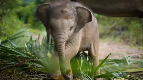 Elephant Feeding with Samui Elephant Haven 