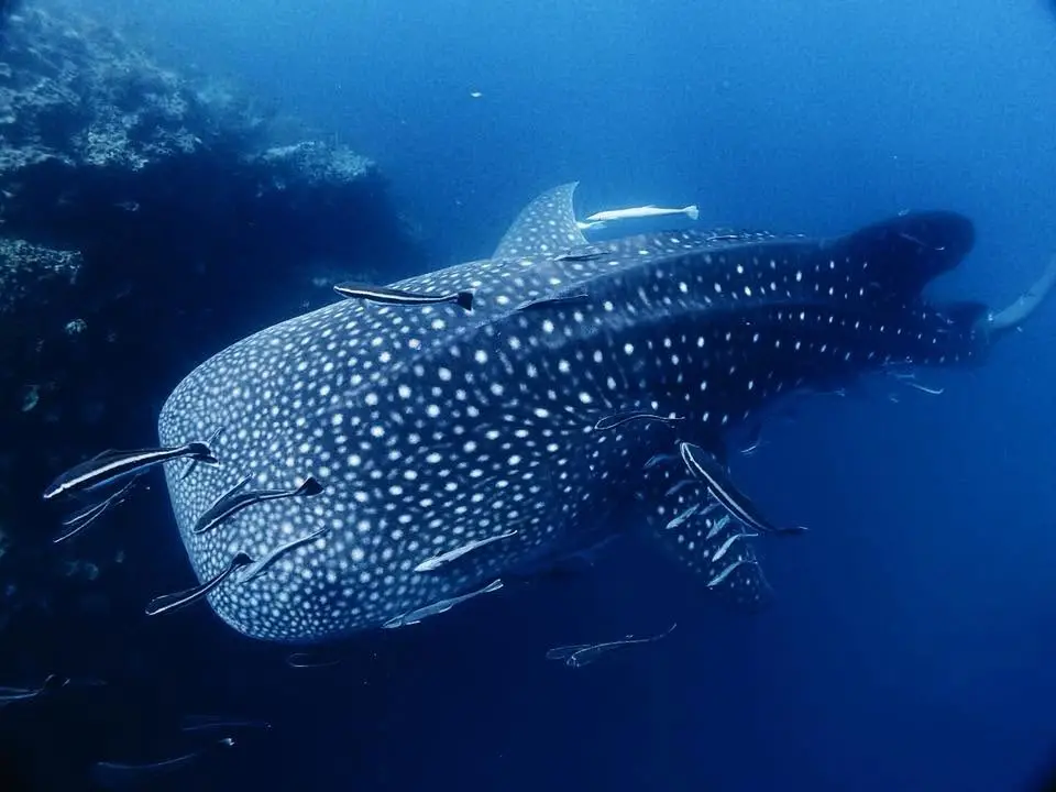 Koh Tao PADI Diving Courses and Fun Dives by Coral Grand Divers image 3