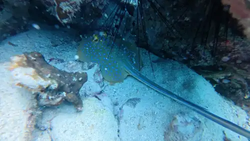 Pattaya Try Scuba Diving Experience with No Limit Divers